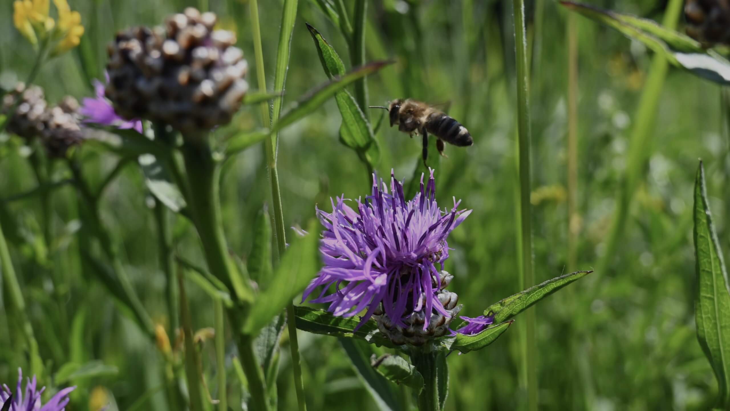 Biene bestäubt Blume - Artenvielfalt Käserei Woerle